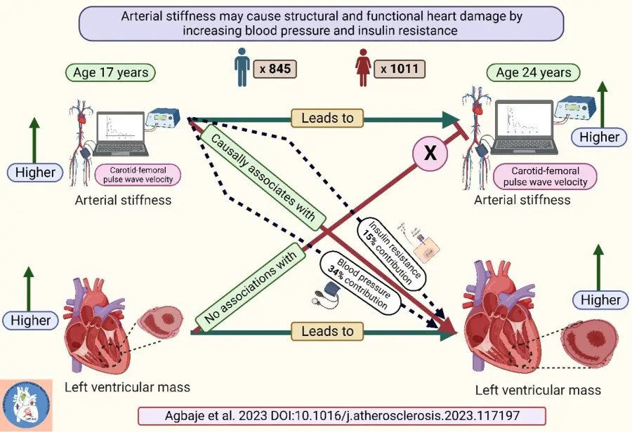 Arterial stiffness may cause and worsen heart damage among adolescents by increasing blood pressure and insulin resistance